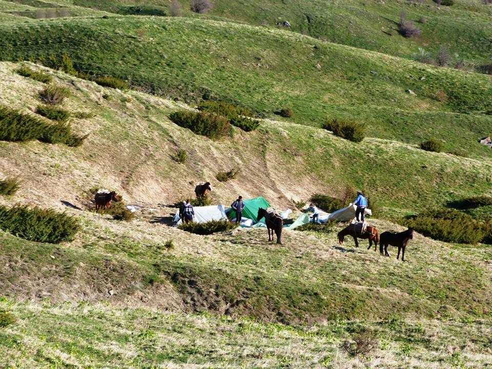 Αλβανική… εισβολή στην Ήπειρο με στόχο τα αρωματικά φυτά! Ξεριζώνουν τεράστιες ποσότητες βοτάνων με αποτέλεσμα το αφανισμό τους!!
