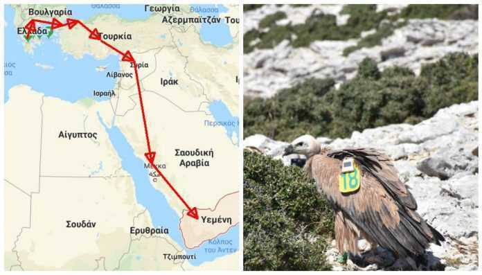 Το μακρύ ταξίδι ενός γύπα από τα Τζουμέρκα μέχρι την Αραβική χερσόνησο. Ο άθλος του «Αλέξη» που πέταξε πάνω από Πίνδο, Τουρκία και εμπόλεμο Χαλέπι!!