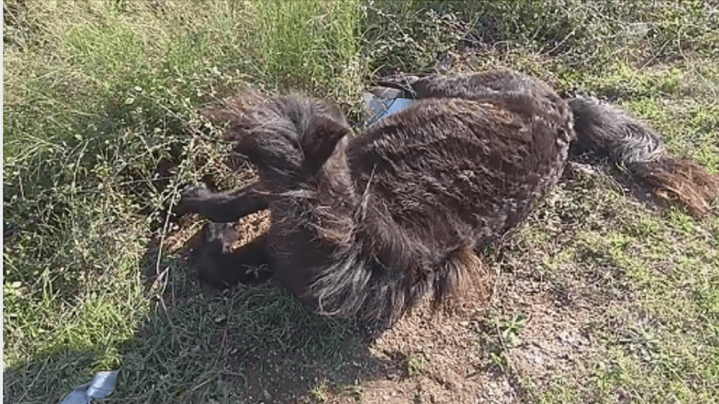 Σε… συνεργείο αυτοκινήτων το τραυματισμένο άλογο που τράκαρε με μηχανάκι στην Ηγουμενίτσα