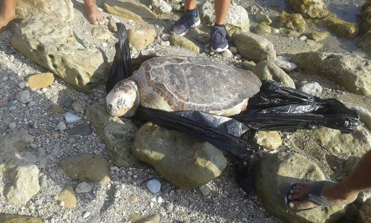 Νεκρή χελώνα Καρέτα – Καρέτα, στην παραλία της Ηγουμενίτσας