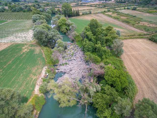 Γέμισε νεκρά πλατάνια ολόκληρος ο Καλαμάς στη Θεσπρωτία!