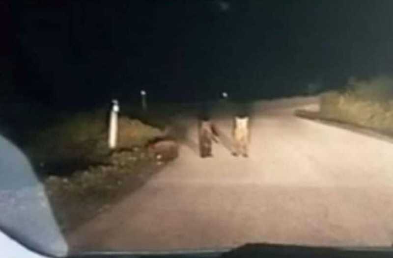 Μέτσοβο: Άναψε τα μεγάλα φώτα του αυτοκινήτου και προσπαθούσε να πιστέψει στα μάτια του!
