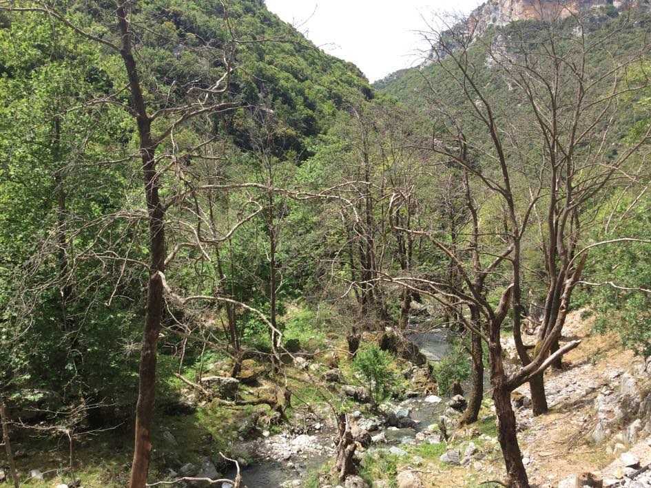 Συνεχίζει την καταστροφική του επέλαση το μεταχρωματικό έλκος στα πλατάνια σε Αχέροντα και Λούρο !