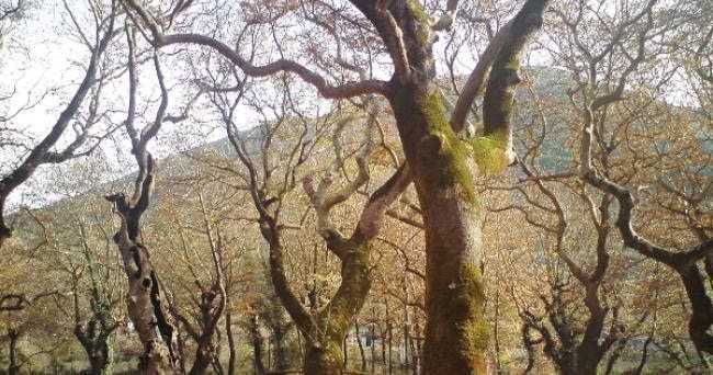 Χιλιάδες πλατάνια νεκρώνουν στις όχθες Καλαμά και Αχέροντα!