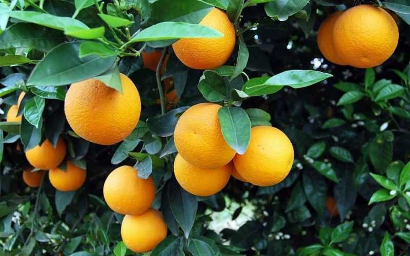 Πρόβλημα η εκτεταμένη ακαρπία και στα εσπεριδοειδή της Πρέβεζας, λόγω των καιρικών συνθηκών