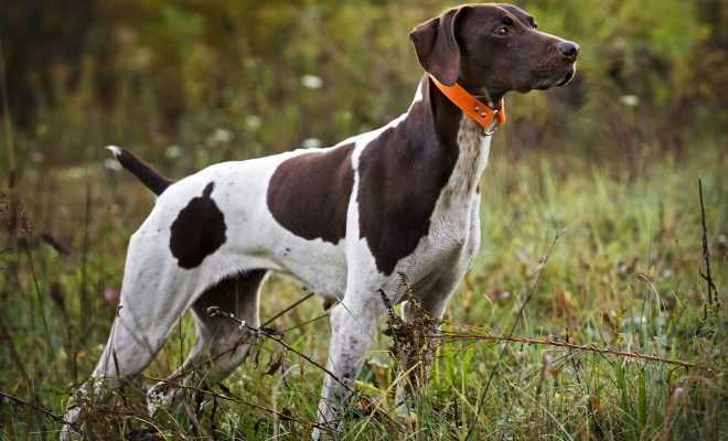Αλβανός έκλεβε κυνηγόσκυλα από την γύρω περιοχή της Πάργας!!