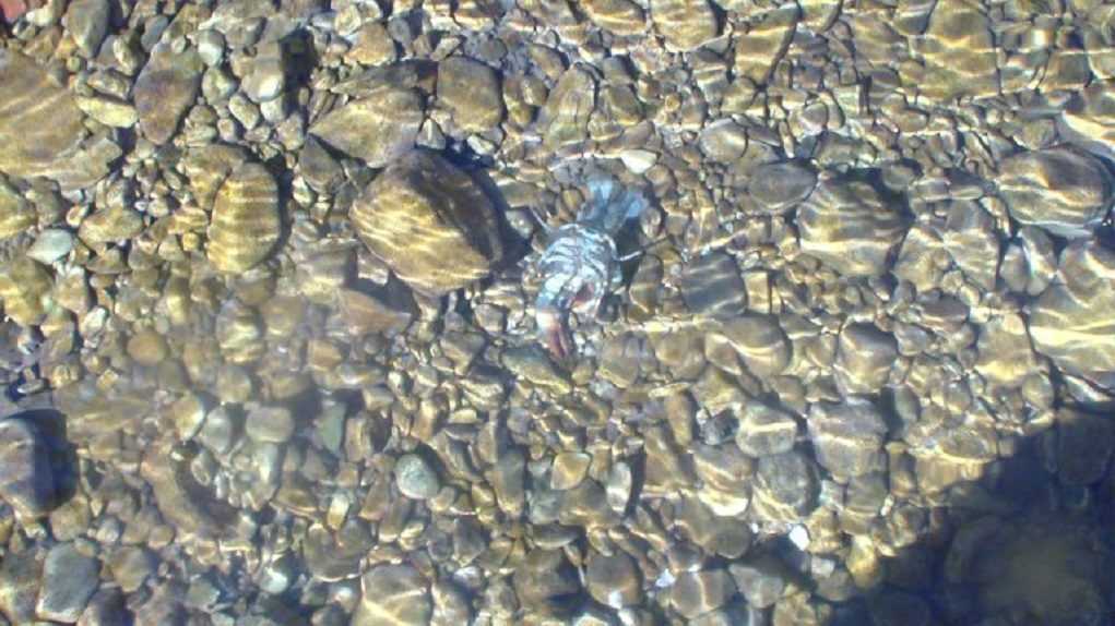 Ψόφιες καραβίδες και πέστροφες στον Καλαμά!! Περιβαλλοντικό πρόβλημα η υποβάθμιση του ποτάμιου οικοσυστήματος.