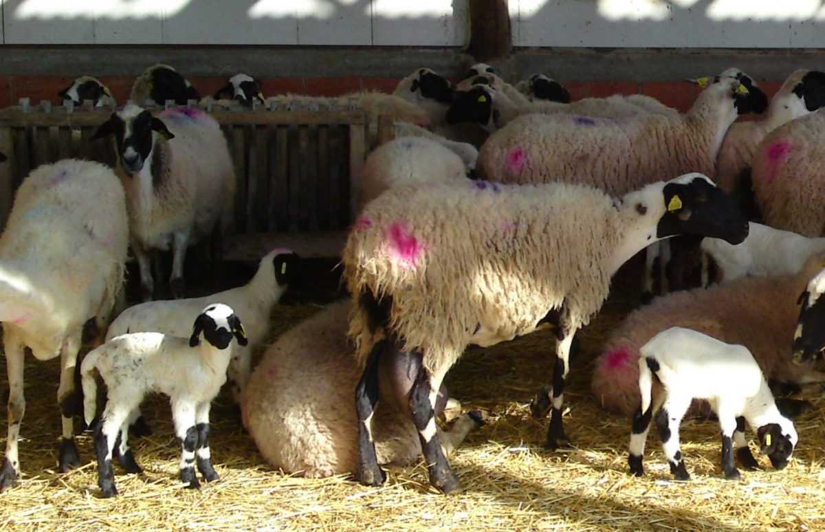 Διατροφικό σκάνδαλο οι παράνομες εισαγωγές στην Ήπειρο!!