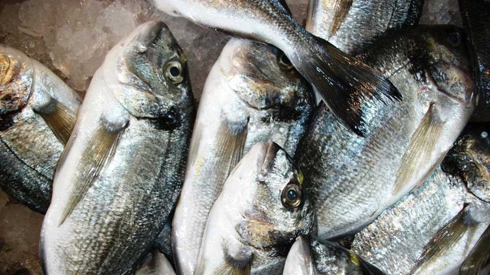 Ανθρωποκυνηγητό για κλέφτες… ψαριών στην Πρέβεζα! –  Είχαν κλέψει τσιπούρες και λαβράκια βάρους 200 κιλών!!!