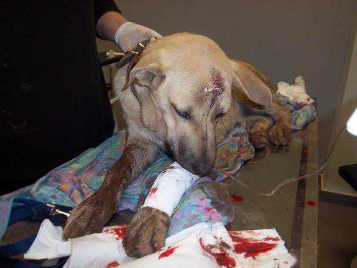 Καταδικάστηκε για τον ξυλοδαρμό του σκύλου του στο Μαργαρίτι Θεσπρωτίας