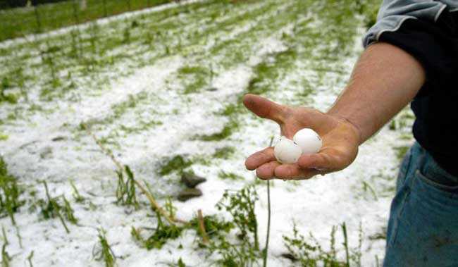 Άρτα: Τεράστιες ζημιές από τη χαλαζόπτωση σε καλλιέργειες ακτινιδίων. (Βίντεο)