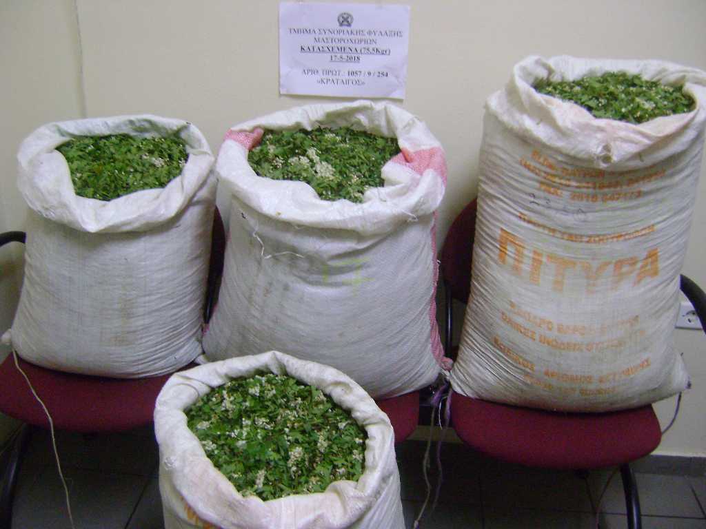 Συνελήφθησαν τρεις Αλβανοί που είχαν ρημάξει τα αρωματικά – φαρμακευτικά φυτά στην Αετομηλίτσα Ιωαννίνων!!