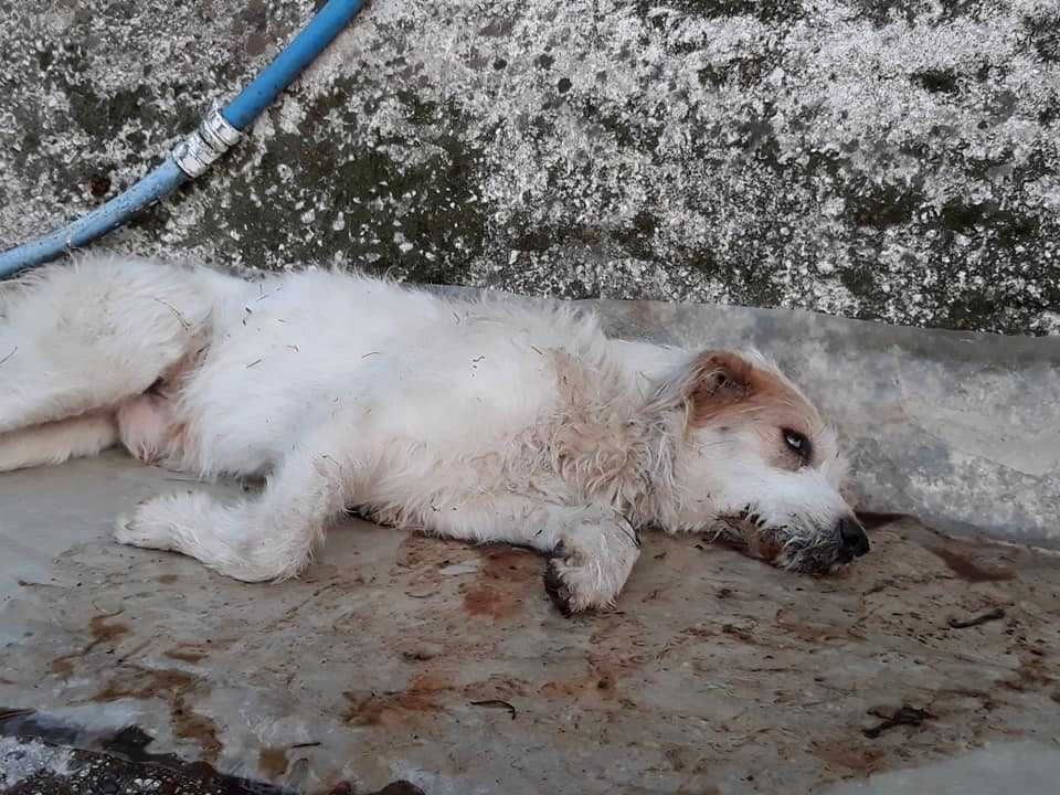 Ακόμα ένας σκύλος νεκρός από φόλα στην Πάργα! (Σκληρές Εικόνες)
