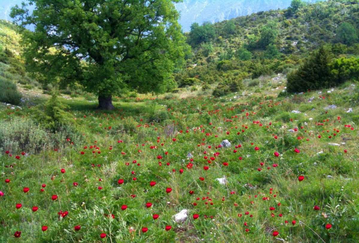 Περιμένοντας να ανθίσουν οι Παιώνιες στην Άνω Σκαφιδωτή Φαναρίου – Ένας θησαυρός της φύσης «κρύβεται» στον ορεινό όγκο του Φαναρίου!!
