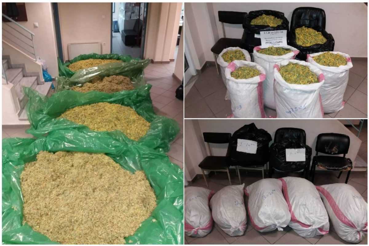 Στη «φάκα» οι Αλβανοί στη Φούρκα Ιωαννίνων με πάνω από 112 κιλά αρωματικού-φαρμακευτικού φυτού!!