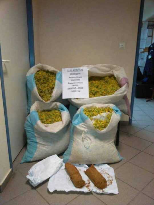 Ακόμη δυο Αλβανοι συνελήφθησαν σε δύσβατη και ορεινή περιοχή στη Φούρκα Ιωαννίνων με αρωματικά φυτά