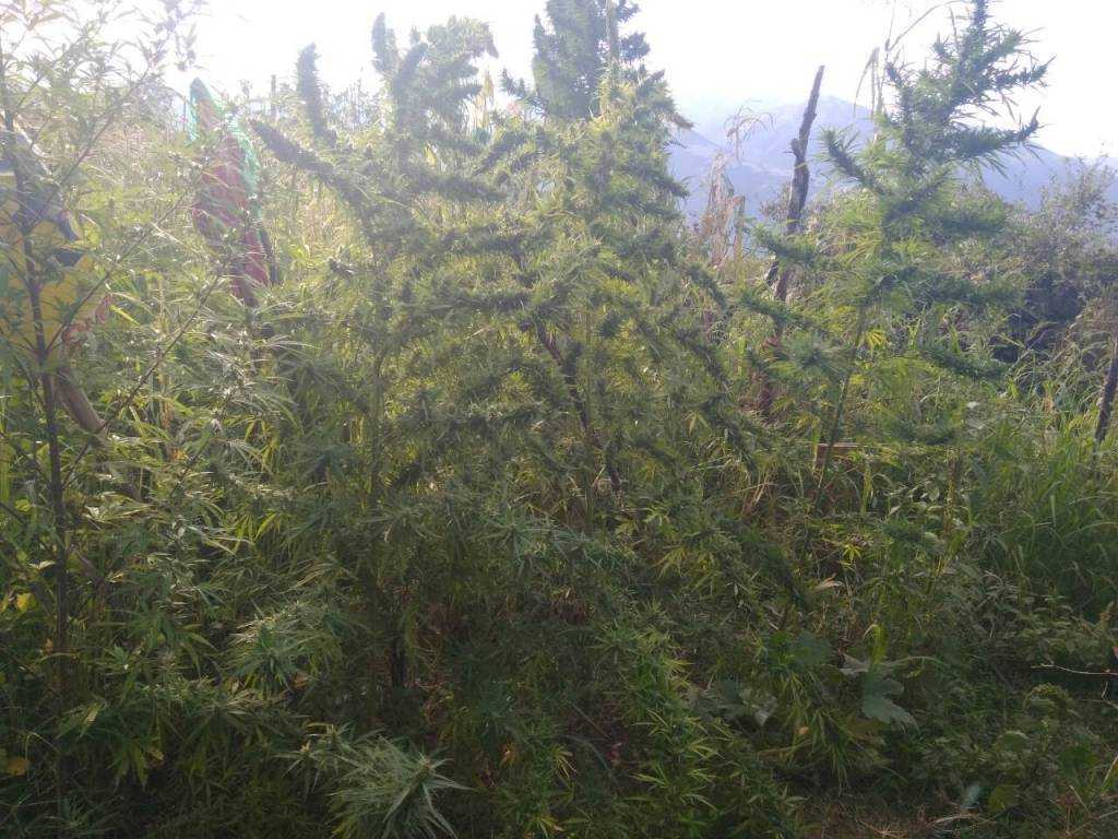 58χρονος στον Λούρο Πρέβεζας καλλιεργούσε στον προαύλιο χώρο του σπιτιού του πέντε δενδρύλλια κάνναβης!!