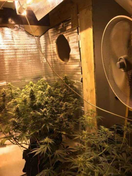 Απίστευτο!! 27χρονος στο Καναλάκι είχε κάνει το δωμάτιο του φυτώριο υδροπονικής κάνναβης!! Κατασχέθηκαν πέντε φυτά και ειδικός εξοπλισμός!!