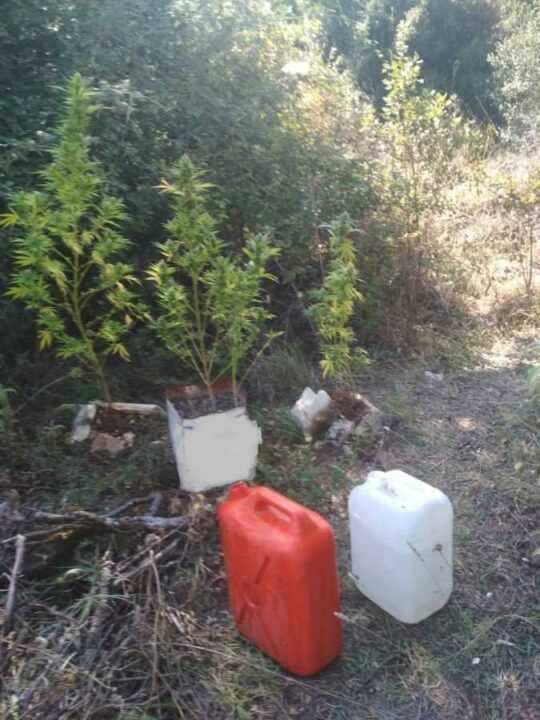 27χρονος αλλοδαπός συνελήφθη στην περιοχή του Κομποτίου Άρτας με 53 κιλά κάνναβη!!