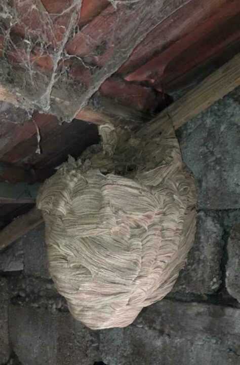 Τεράστια σφηκοφωλιά κομψοτέχνημα ανακάλυψε αγρότης στο χωριό Σταυροχώρι Πρέβεζας.