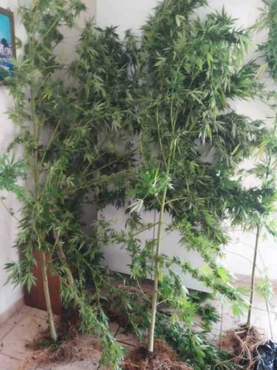 Συνελήφθη 26χρονος για καλλιέργεια υδροπονικής κάνναβης στα Γιάννενα