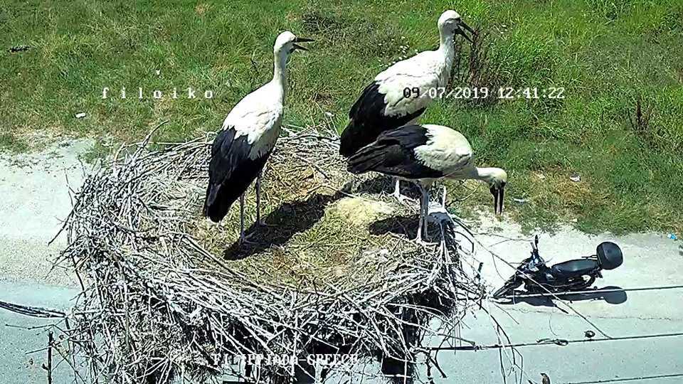 Οι διάσημοι πελαργοί της Φιλιππιάδας προετοιμάζονται για το ταξίδι της μετανάστευσης