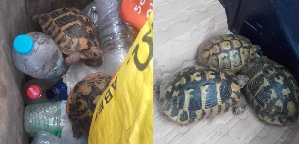 Πέταξαν ζωντανές χελώνες στον κάδο σκουπιδιών στους Φιλιάτες Θεσπρωτίας