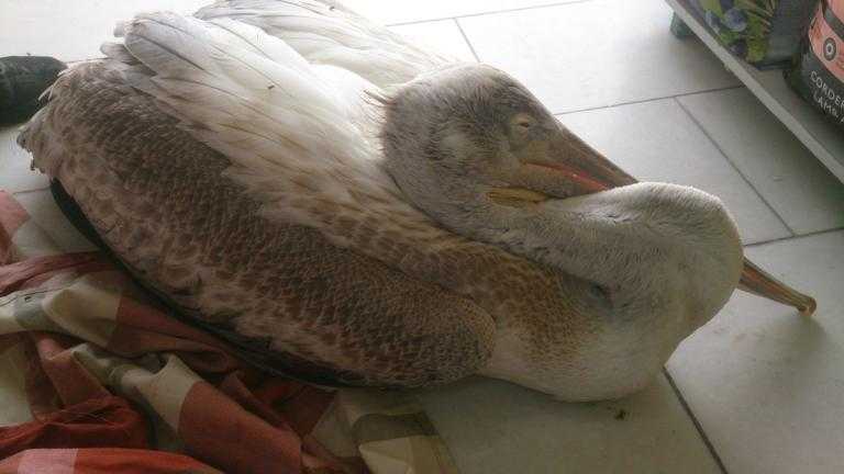 Γιάννενα: Νεκροί αργυροπελεκάνοι στη λίμνη Παμβώτιδα – Δεν απέδωσαν οι προσπάθειες