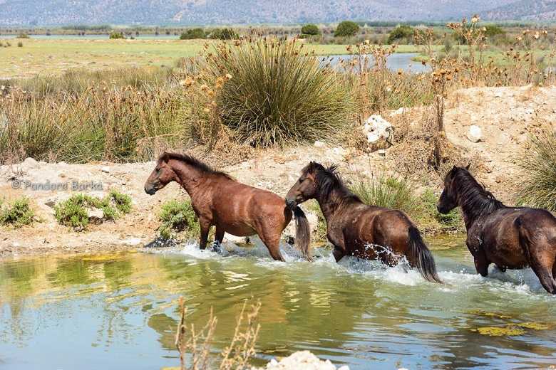 Πανέμορφες εικόνες από τα σπάνια άγρια άλογα του υδρότοπου του Λούρου