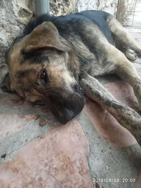 Κτηνωδία στη Πάργα: Πυροβόλησαν και τραυμάτισαν σκύλο! (Βίντεο)