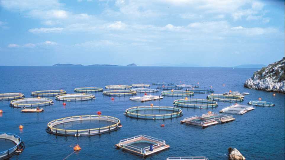 Οι ιχθυοκαλλιέργειες στην Ήπειρο έχουν προοπτικές εντός κι εκτός συνόρων!