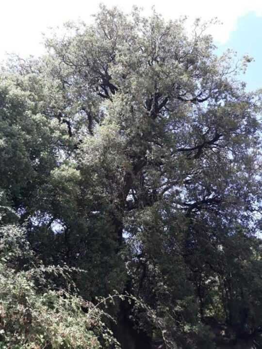 Σούλι: Το πουρνάρι της Αγίας Παρασκευής με ηλικία… 750 ετών