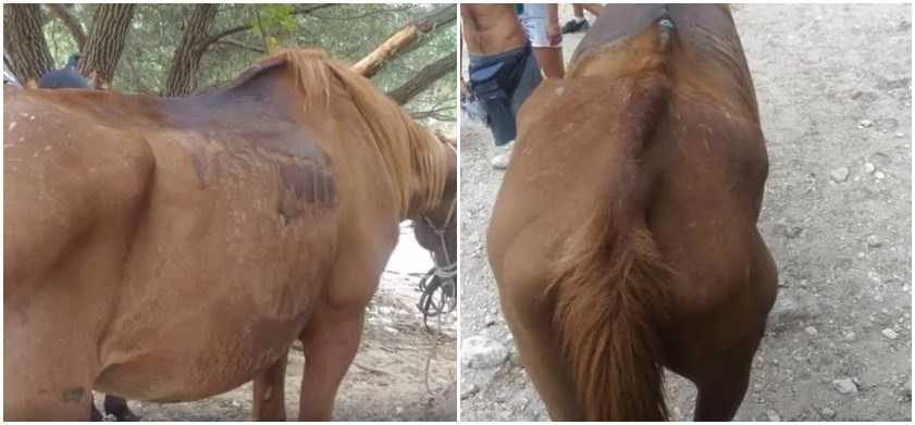 Καταγγελία για την απαράδεκτη κατάσταση με τα άλογα στον Αχέροντα από το Φιλοζωικο Σωματειο θεσπρωτιας