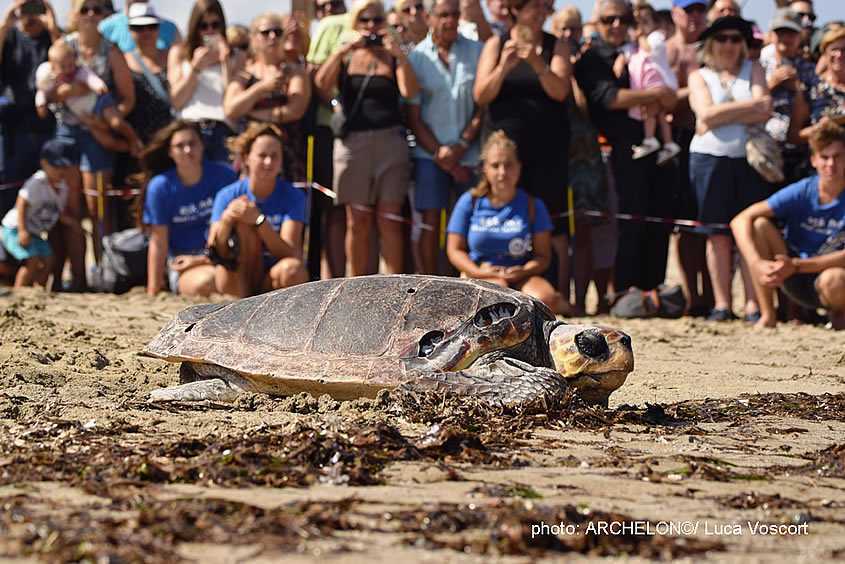 Η “Χρυσάνθη” μια χελώνα Καρέτα-Καρέτα από την Πρέβεζα απελευθερώθηκε στα νερά του Ρεθύμνου