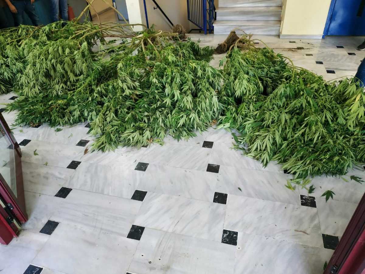 Συνελήφθη 66χρονος σε χωριό του Δήμου Αρταίων για καλλιέργεια και κατοχή δενδρυλλίων κάνναβης!