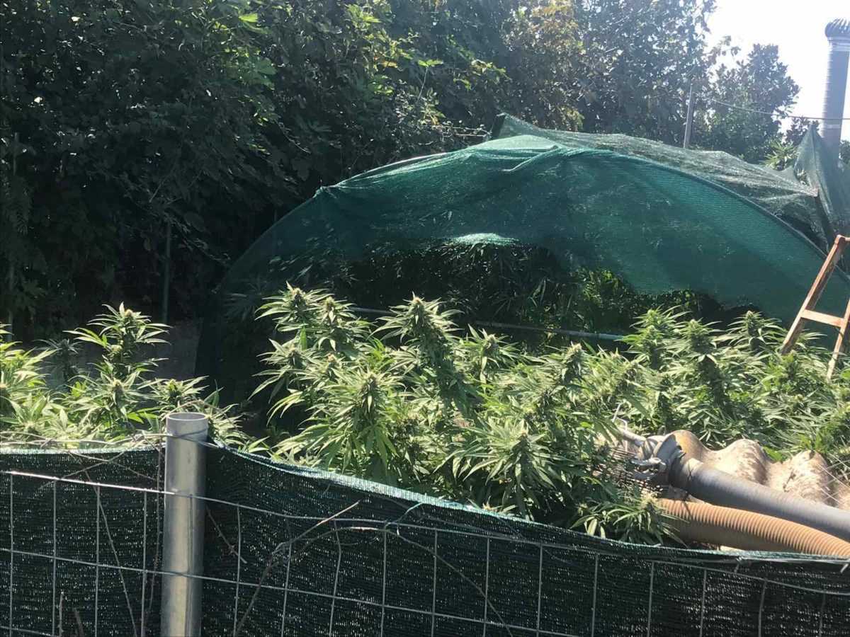 Καλλιεργούσαν σε αγρόκτημα στην Ηγουμενίτσα δενδρύλλια κάνναβης, ύψους 1,5 μέτρων!
