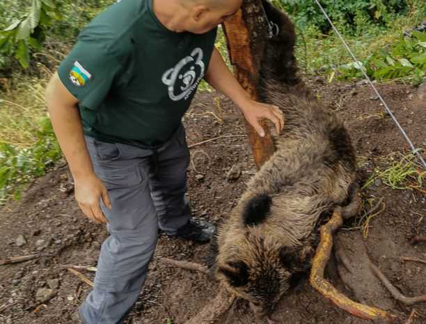 Βρήκε αρκούδα παγιδευμένη σε συρμάτινη θηλιά κυνηγών στο Δίστρατο Ιωαννίνων (βίντεο)