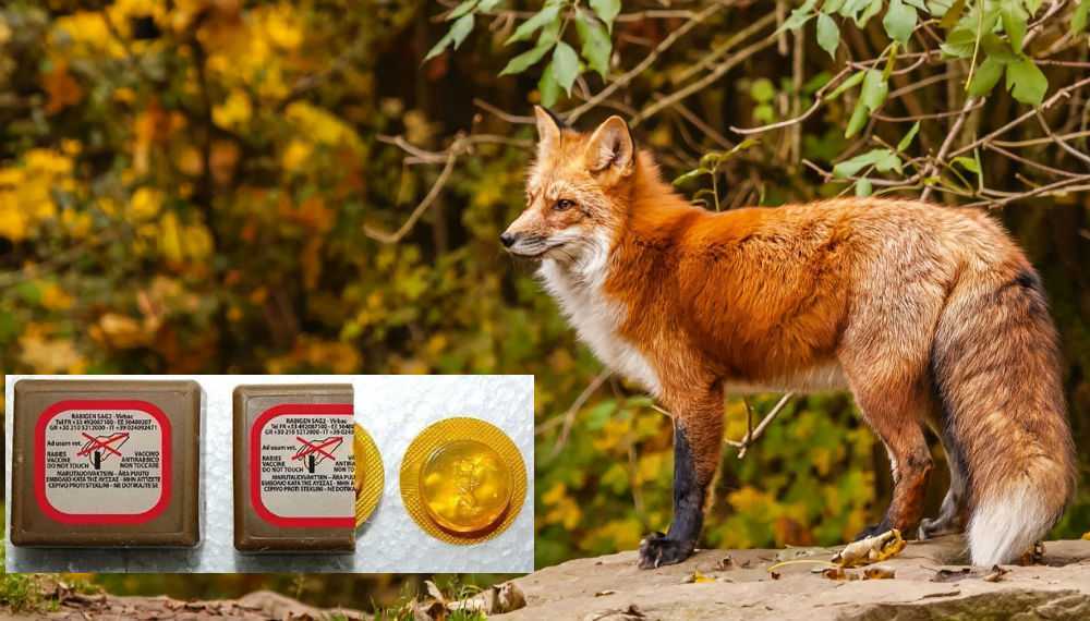 Ξεκινά το πρόγραμμα εμβολιασμού των αλεπούδων κατά της λύσσας και στην Π.Ε Πρέβεζας
