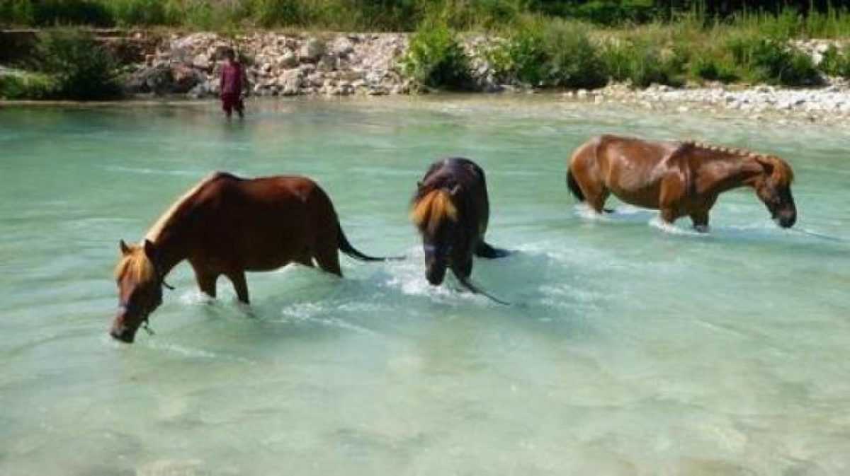 Μήνυση για τις ιππικές δραστηριότητες στον ποταμό Αχέροντα στην Γλυκή από τον πρόεδρο του φιλοζωικού σωματείου Θεσπρωτίας