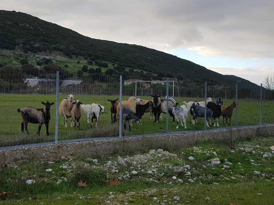Απίστευτο: Κοπάδι αιγοπροβάτων στην Ηγουμενίτσα έφαγε χλοοτάπητα αξίας 150.000 ευρώ!
