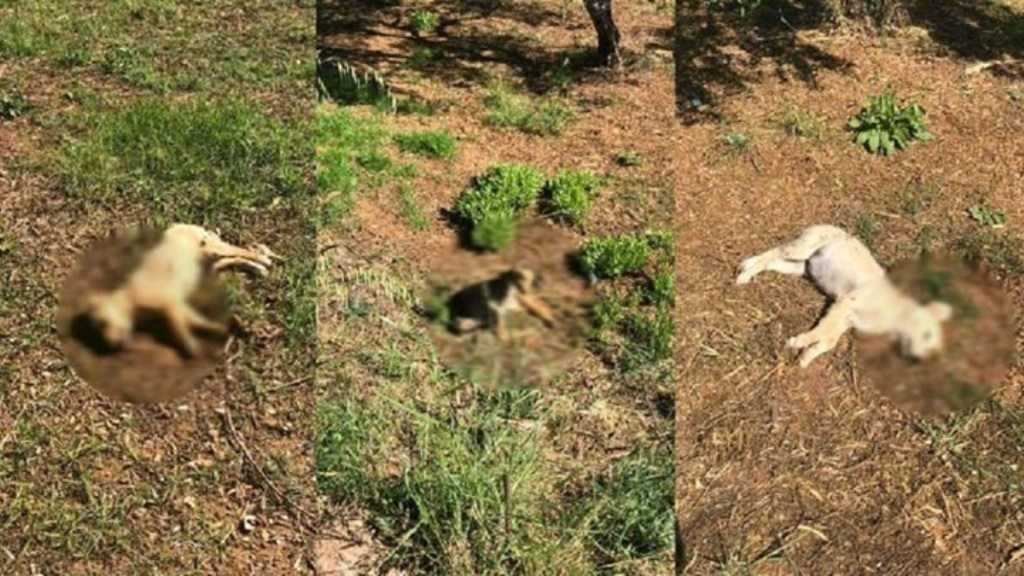 Σκυλιά και γάτες δηλητηριάστηκαν από φόλες στη Νέα Σινώπη Πρέβεζας