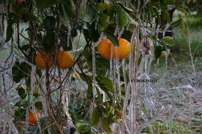 Συνεχίζονται οι έλεγχοι για ζημιές από παγετό στα πορτοκάλια Άρτας