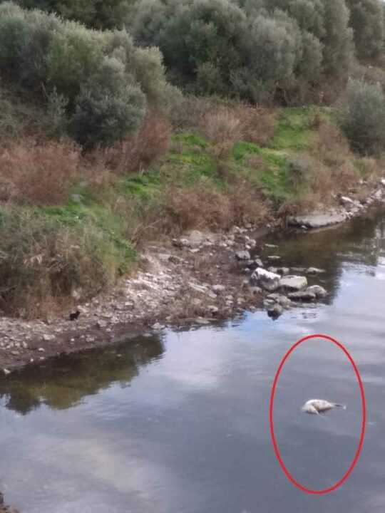 Νεκρός σκύλος πεταμένος στη θάλασσα και πολλά εξαθλιωμένα αδέσποτα στη Σαλαώρα Άρτας