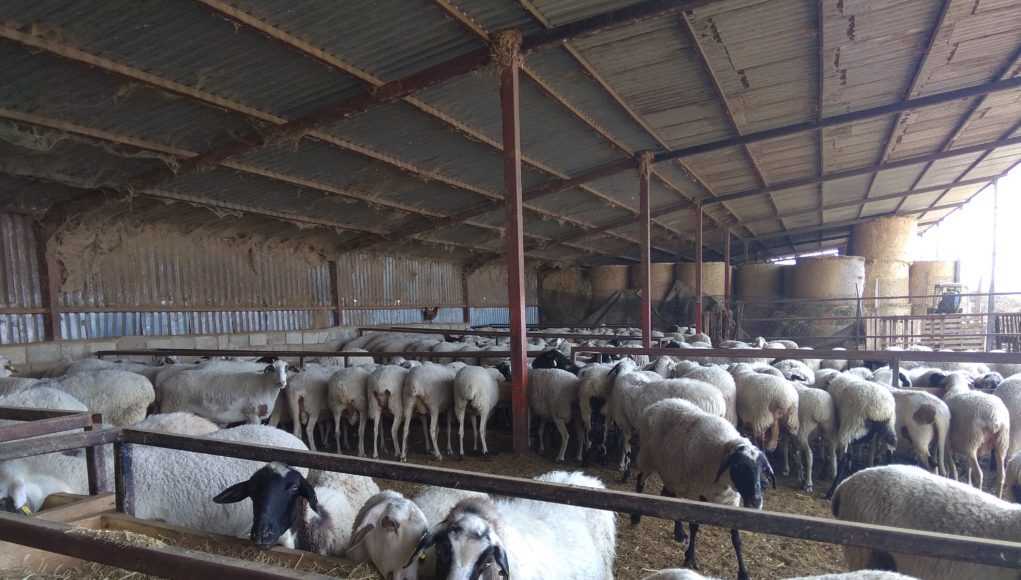 Κορονοϊός: Σε απόγνωση οι κτηνοτρόφοι της Θεσπρωτίας
