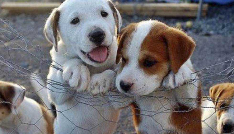 Το “πράσινο φως” για τη δημιουργία καταφυγίου αδέσποτων ζώων συντροφιάς έδωσε στο Δήμο Πρέβεζας ο Φορέας Διαχείρισης Αμβρακικού Κόλπου-Λευκάδας