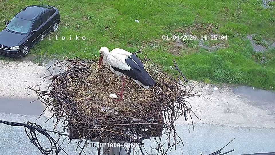 Η διάσημη φωλιά των πελαργών της Φιλιππιάδας απέκτησε ήδη το πρώτο αυγό της
