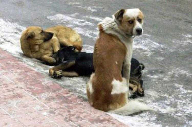 Αυξήθηκαν τα αδέσποτα ζώα στη Θεσπρωτία, λόγω κορωνοϊού!