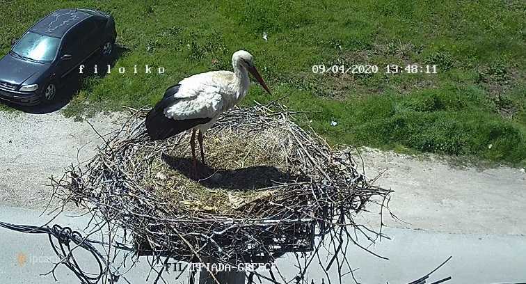 Οι πελαργοί στη Φιλιππιάδα: Κυριαρχούν με την παρουσία τους δίνοντας ιδιαίτερο χρώμα στην πόλη.