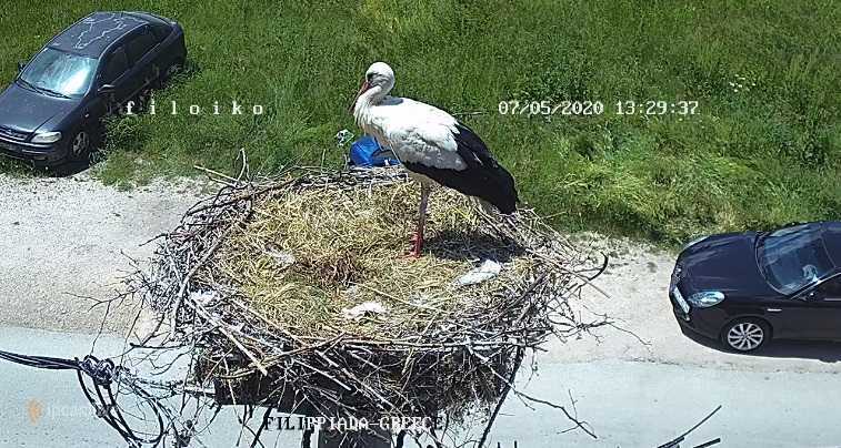 Φιλιππιάδα: Άδεια από αυγά η “διάσημη” φωλιά των πελαργών