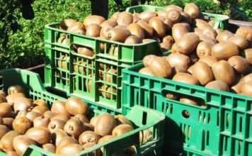 Ήπειρος: Ρεκόρ εξαγωγών για ακτινίδια- εσπεριδοειδή και ντομάτες!